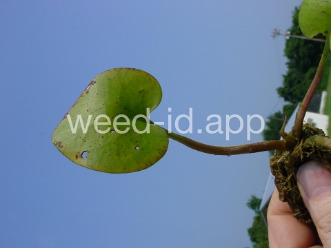 frogbit, American